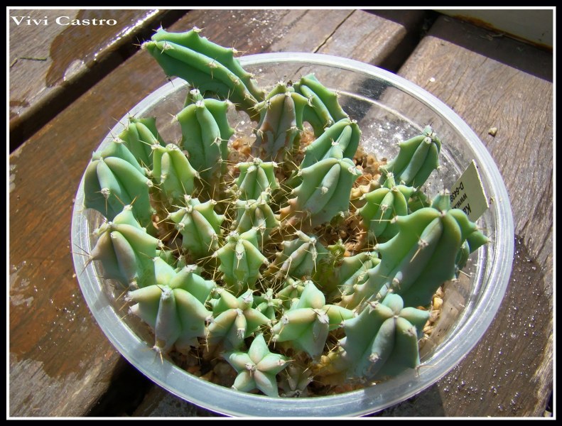 Myrtillocactusgeometrizans5-2-2011.jpg