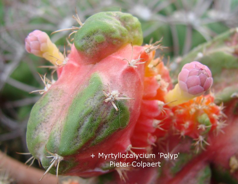 Myrtillocalycium_polyp.jpg