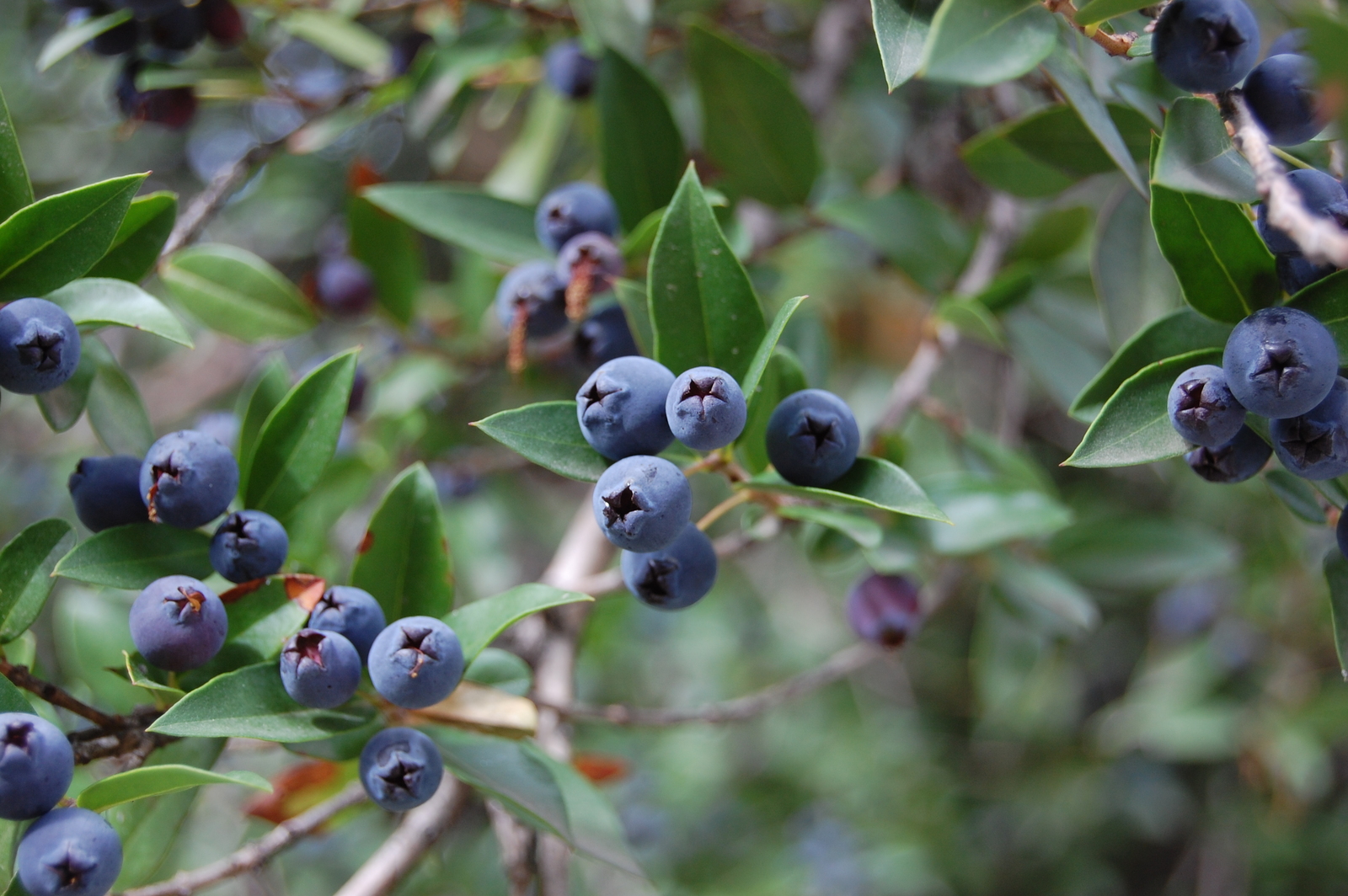 myrtus-communis-fruit.jpg