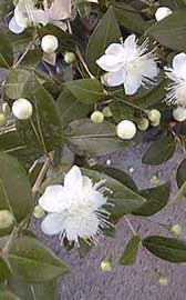 myrtus-communis.jpg