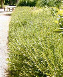 myrtus-communis-seto.jpg