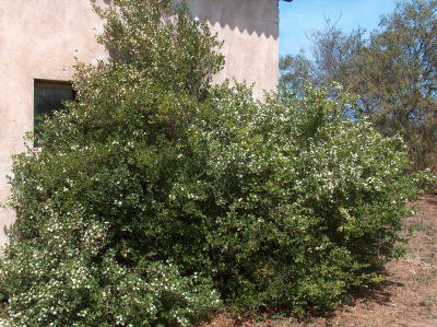 myrtus_communis.jpg