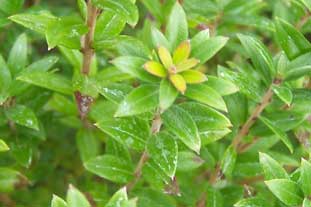 Myrtus_GC_1809_mn.jpg