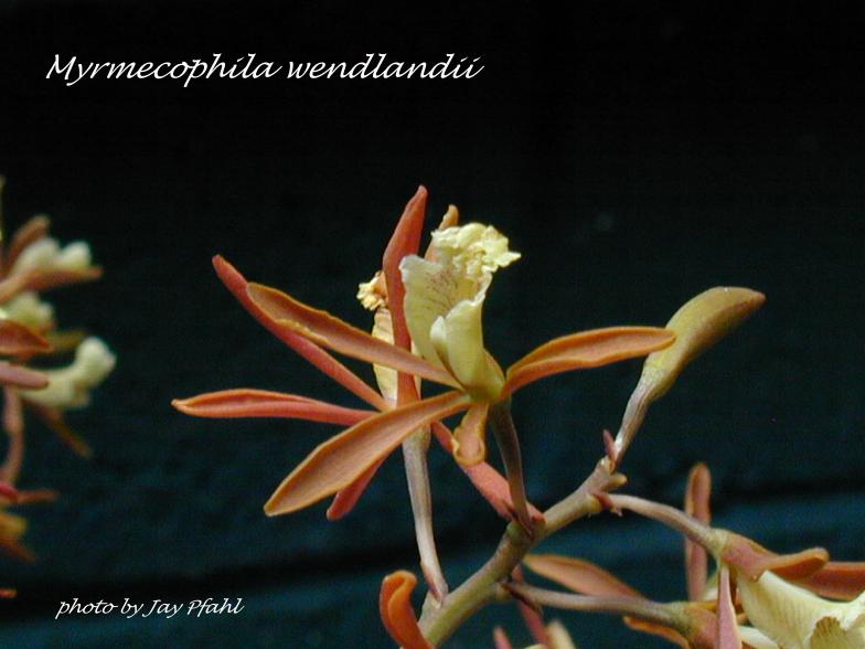 myrwendlandii.jpg