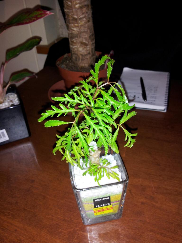 mysteryplant1.jpg