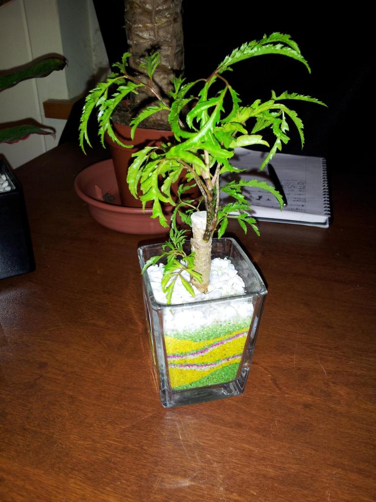 mysteryplant3.jpg