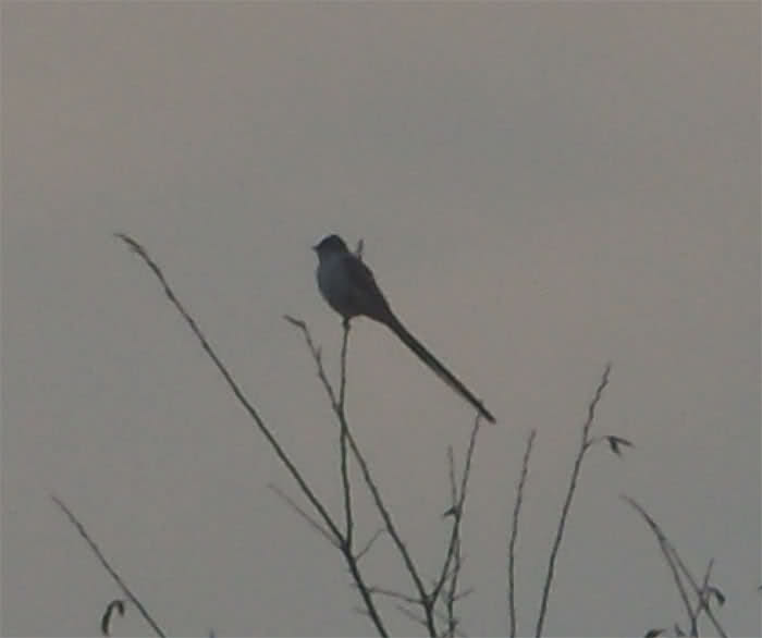 n1ci1i.jpg