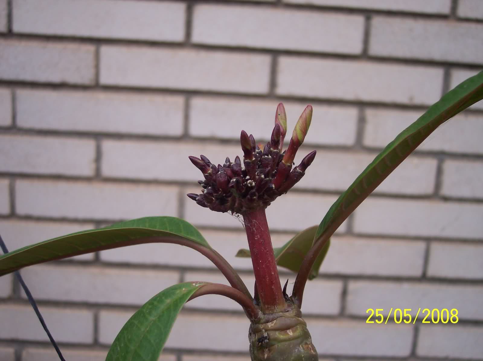 n1wgnt.jpg