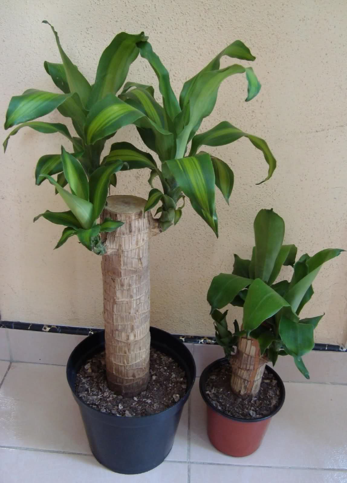 n21pqa.jpg