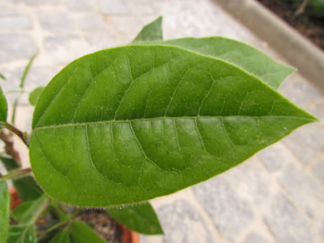 n50zkn.jpg