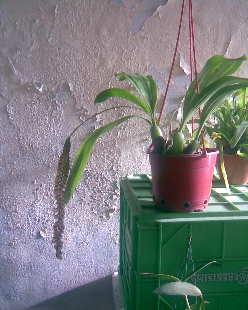 n5n6sg.jpg