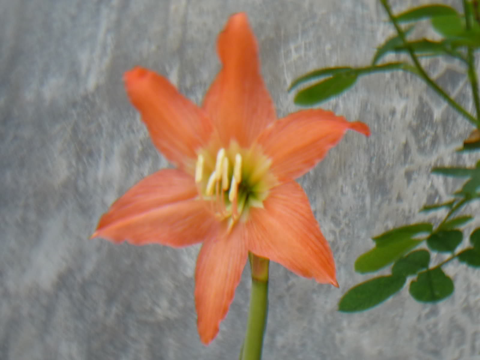 n6f11c.jpg