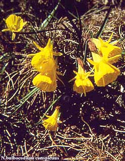 N_bulbocodium_conspicuus.jpg