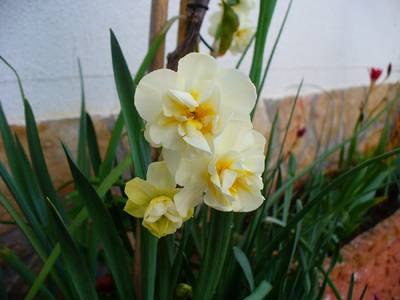 n_cheerfulness_1-4.JPG