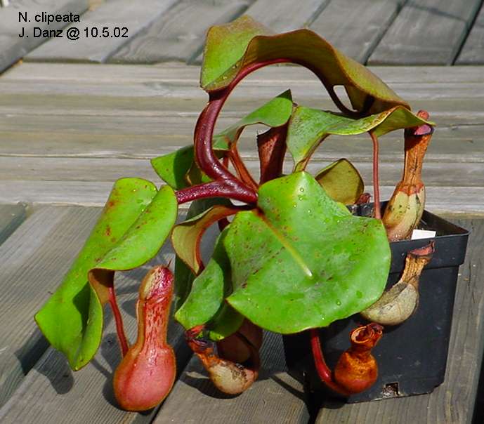 N_clipeata_side.jpg