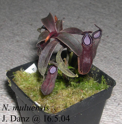 N_muluensis_0504.jpg
