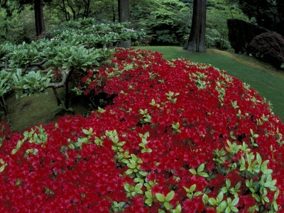 NA01_AJE0019_M-FB~Japanese-Garden-Azaleas-Portland-Oregon-USA-Posters.jpg