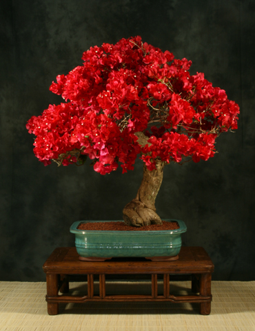 na043_bougainvillea_glabra_370.jpg