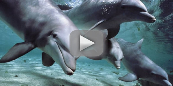 nacimiento-delfin.jpg