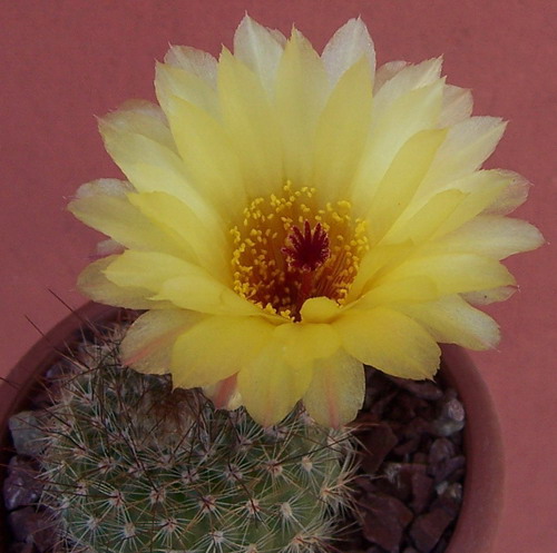 nacimiento_Vero_catusflor%2066.jpg