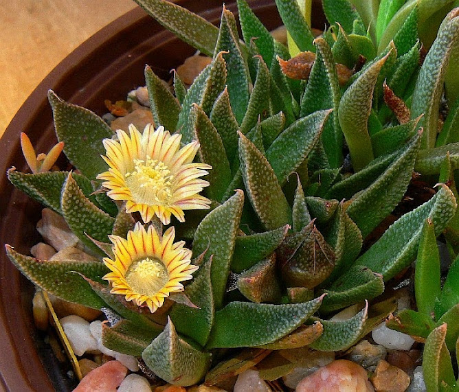 Nananthus%2Bbroomi.jpg