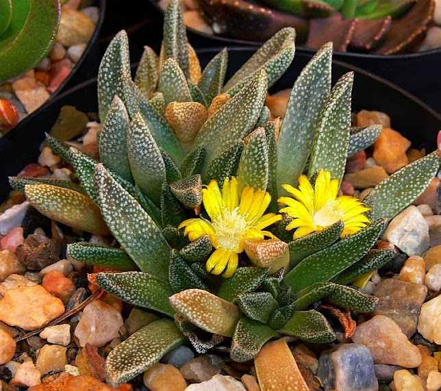 Nananthus%2Bmargaritiferus.jpg