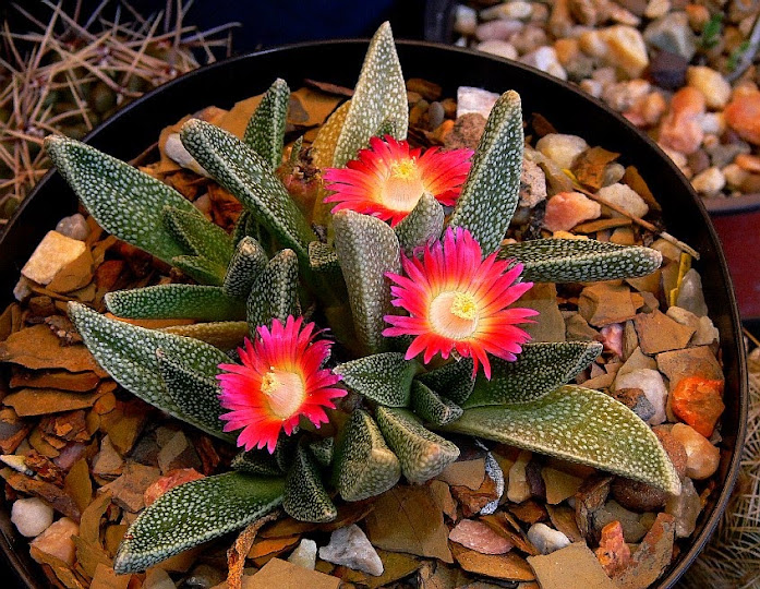 Nananthus%2Bmargaritiferus1.jpg
