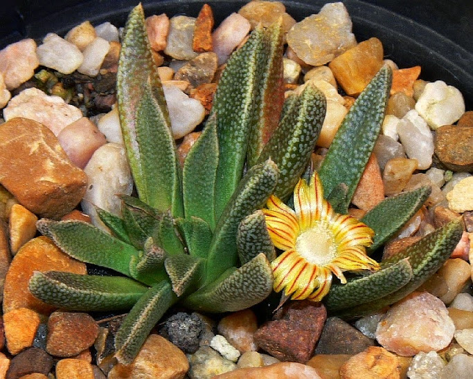 Nananthus%2Bwilmaniae.jpg