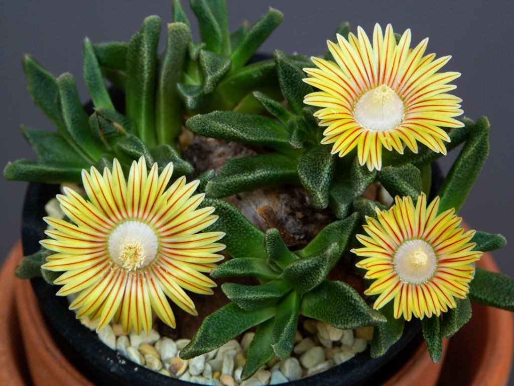 Nananthus-wilmaniae.jpg