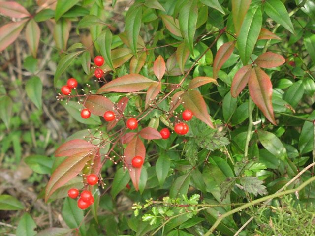 Nandina%20domestica%20fruits2.jpg