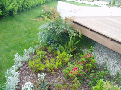 nandina%7E0.jpg