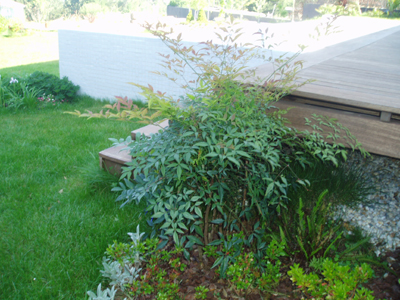 nandina2.jpg