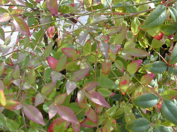nandina_domestica.jpg