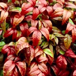 nandina_domestica_fire_power_planfor02.jpg