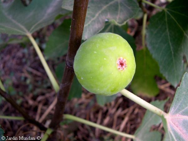 napolitana-jpg.387022.jpg