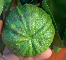 naranja%20amarga%20scanellata.jpg