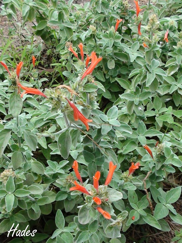 naranja.jpg