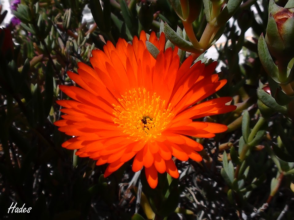 naranja.jpg