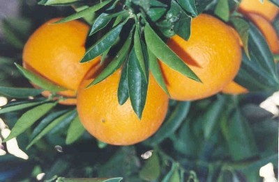 naranjas.JPG