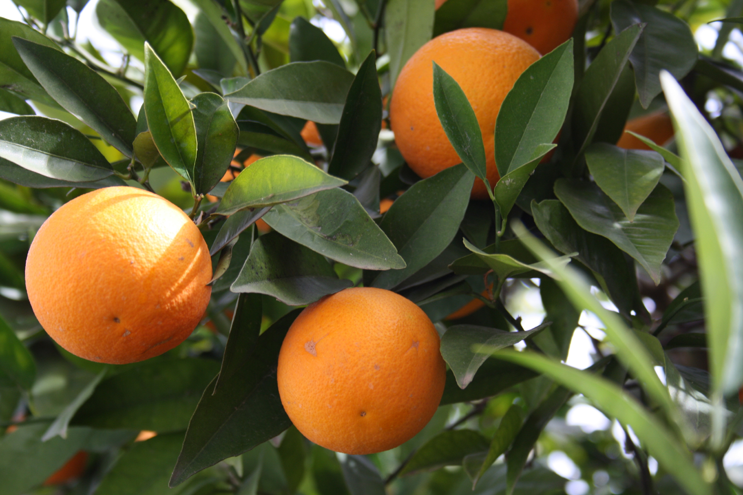 naranjas011_0.jpg