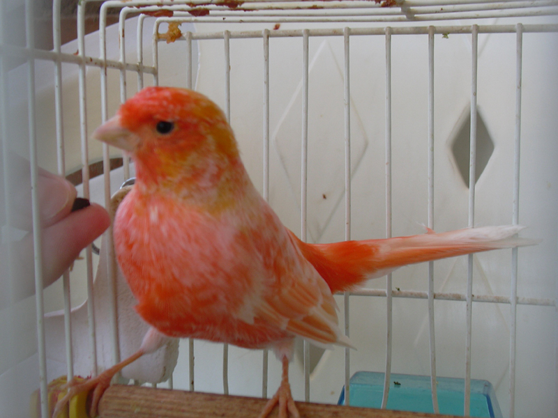 naranjito.jpg