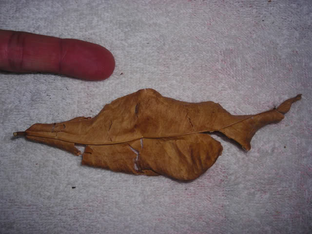 Naranjocontainer3.jpg