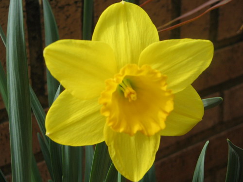 narciso amarillo.jpg