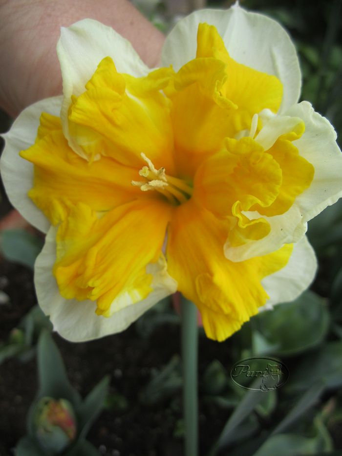 narciso+bicolor.jpg