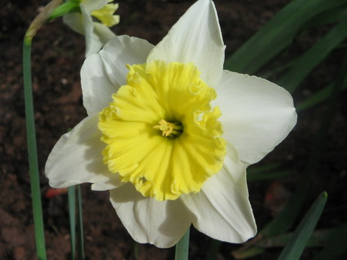 narciso blanco.jpg