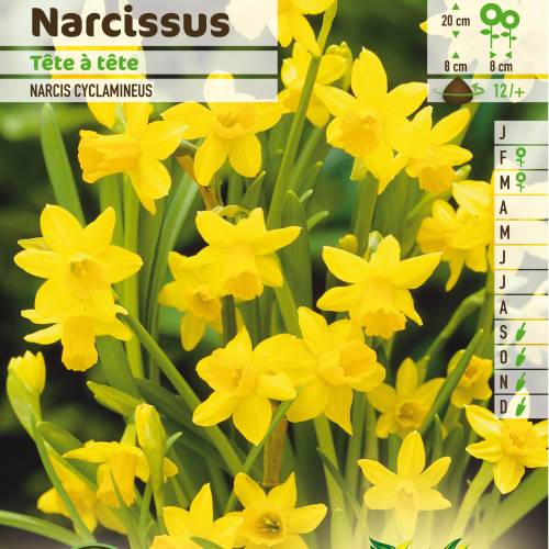 narciso-botanico-tete-tete_ES_500_0006291.jpg