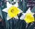 narciso.gif