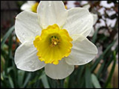 narciso.jpg