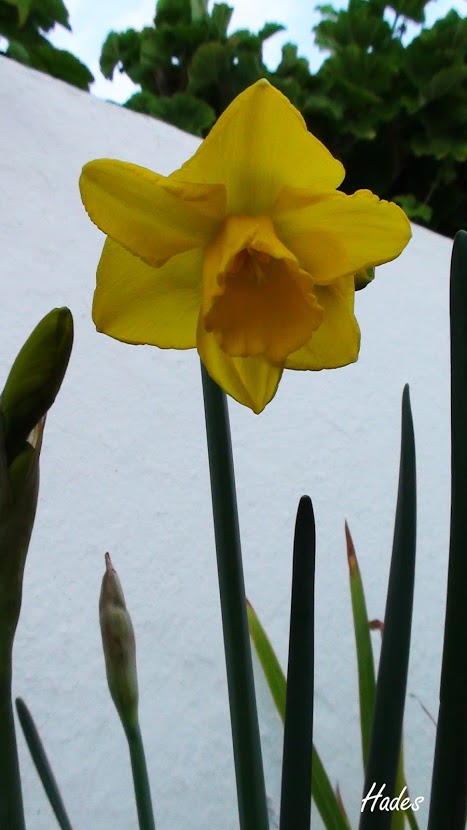 narciso.jpg