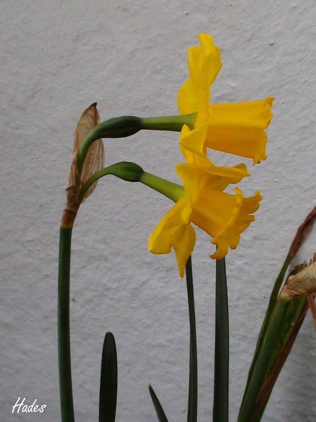 narciso.jpg